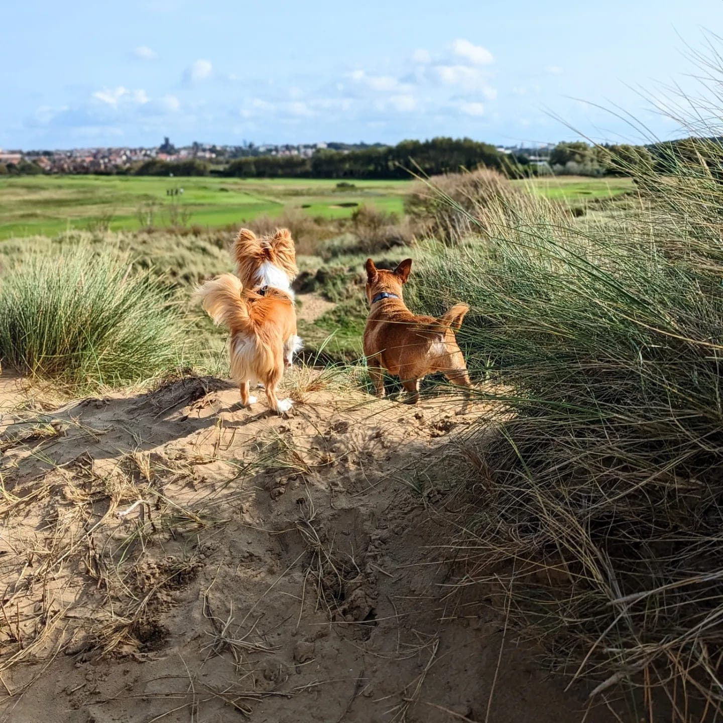 Two small fluffy dogs standing on a sand dune at the Gunsite in Wallasey, looking out across the grass