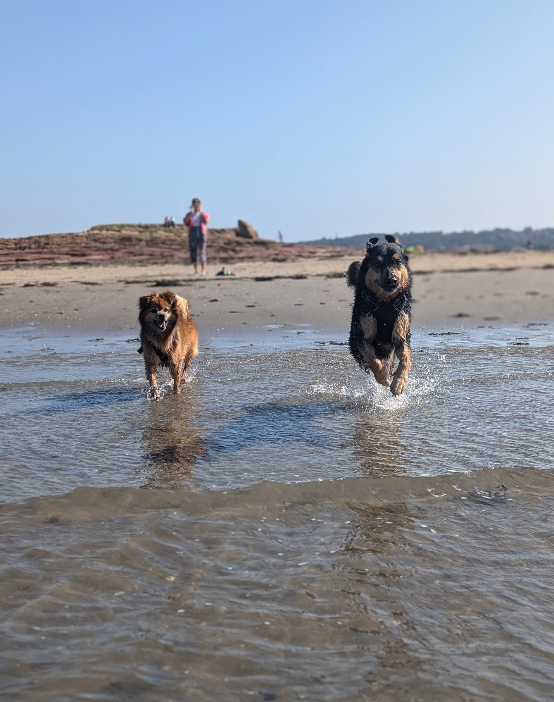 Two dogs splashing through shallow water towards the camera on the beach at the Gunsite in Wallasey