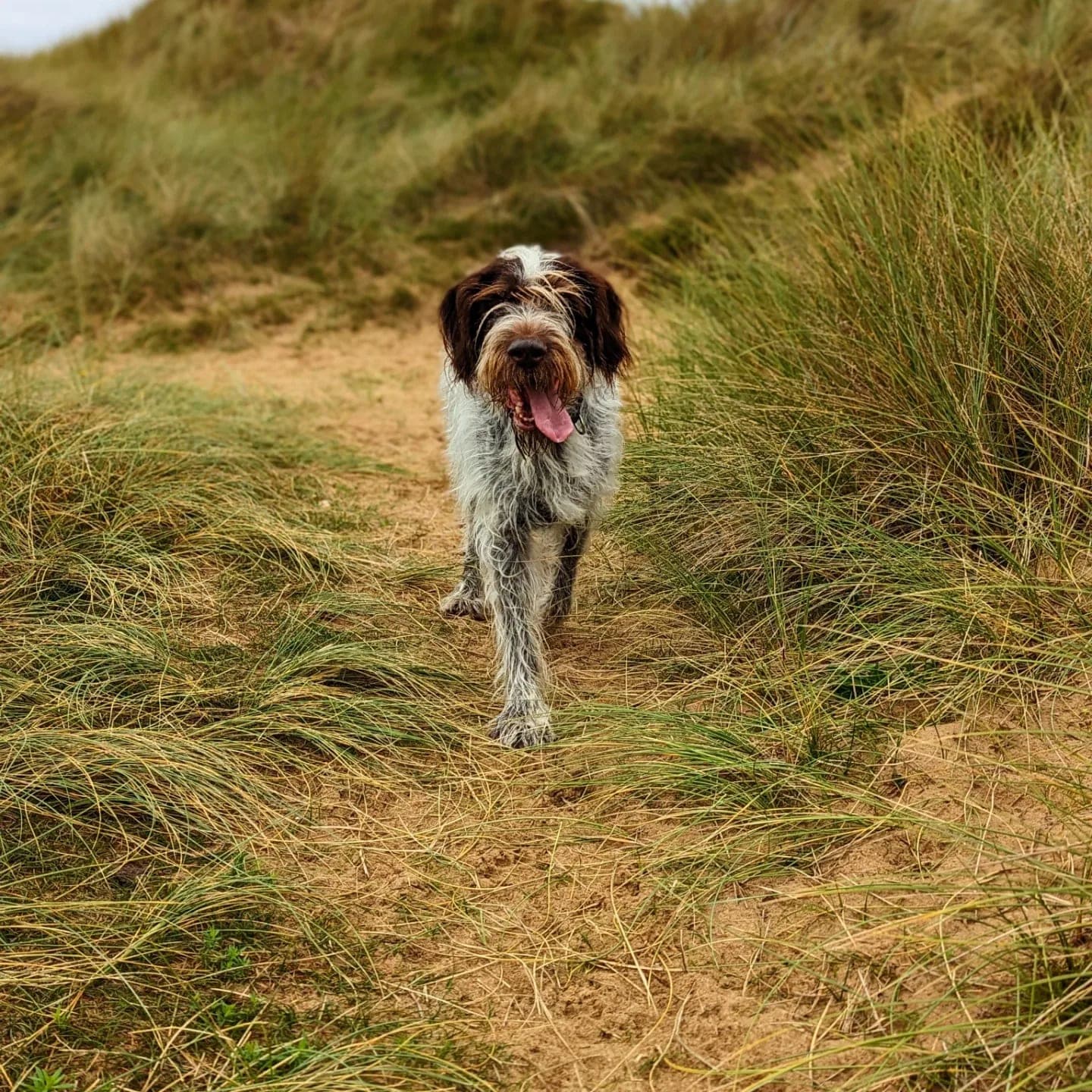 A scruffy brown and white dog trotting along a sandy path through the dune grass at the Gunsite in Wallasey, tongue out