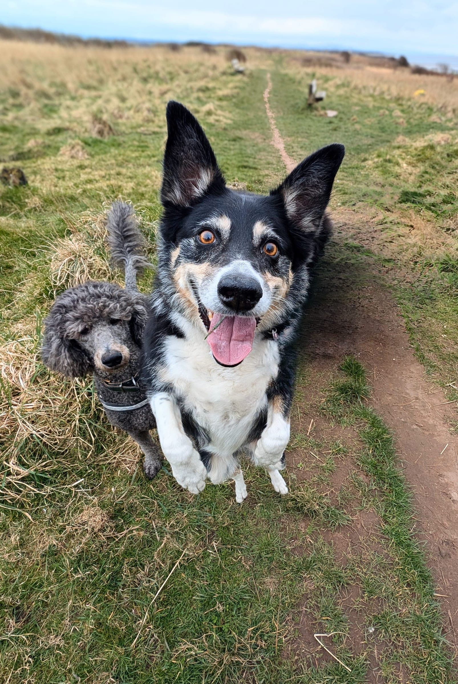 A smiling black and white collie jumping up excitedly beside a grey poodle on a grassy coastal path at the Gunsite in Wallasey